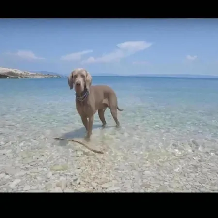 In With Sea View And Pool Murter