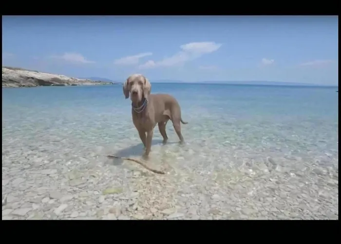 In With Sea View And Pool Murter